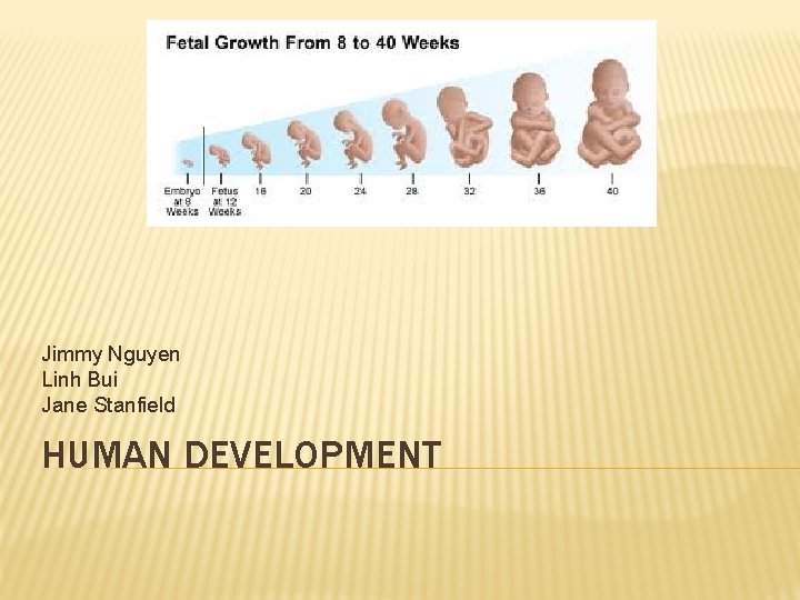 Jimmy Nguyen Linh Bui Jane Stanfield HUMAN DEVELOPMENT 