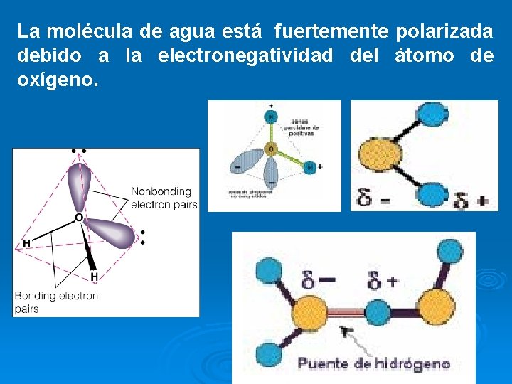 La molécula de agua está fuertemente polarizada debido a la electronegatividad del átomo de