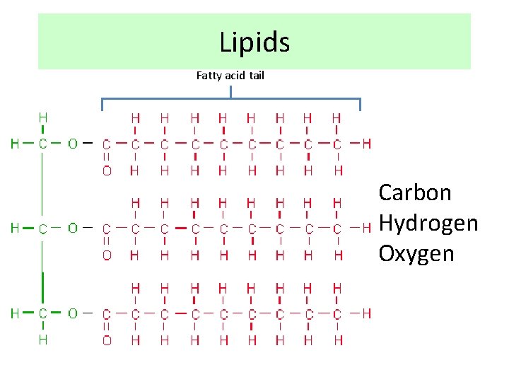 Lipids Fatty acid tail Carbon Hydrogen Oxygen 