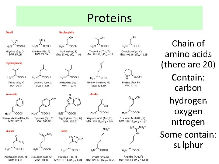 Proteins Chain of amino acids (there are 20) Contain: carbon hydrogen oxygen nitrogen Some