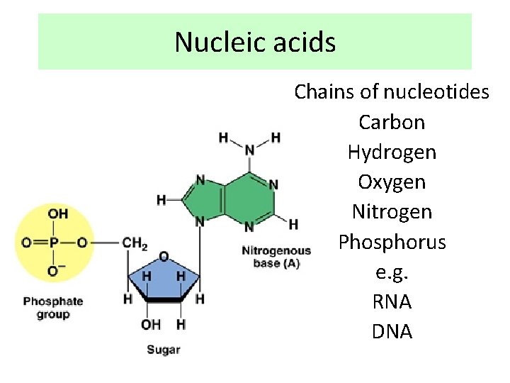 Nucleic acids Chains of nucleotides Carbon Hydrogen Oxygen Nitrogen Phosphorus e. g. RNA DNA