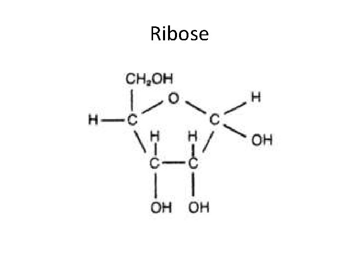 Ribose 