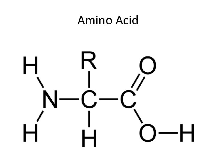 Amino Acid 