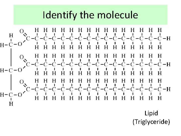 Identify the molecule Lipid (Triglyceride) 