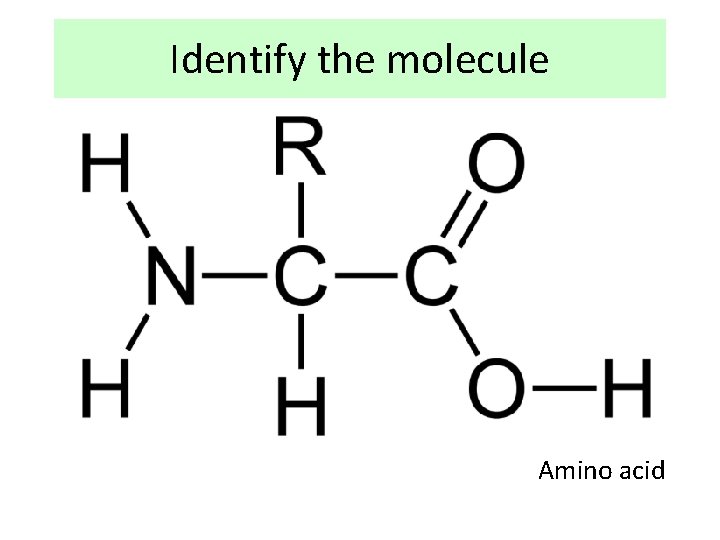 Identify the molecule Amino acid 