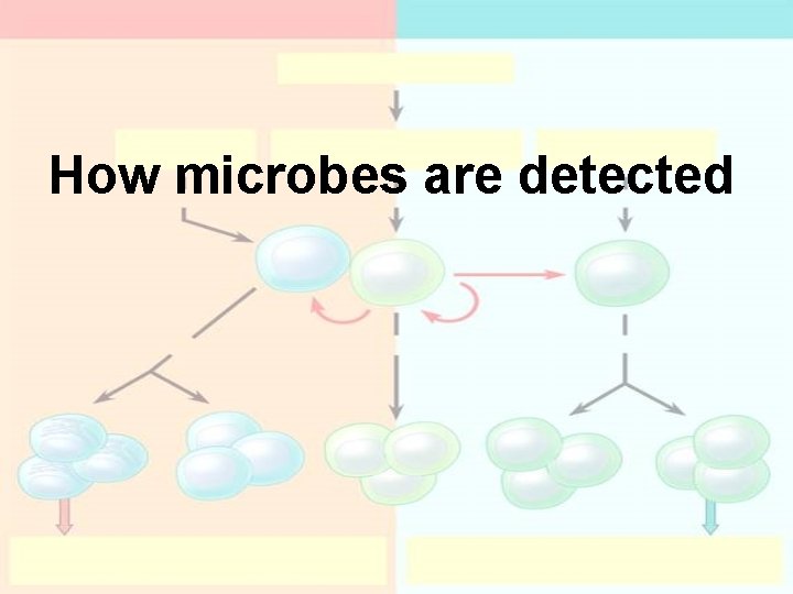 How microbes are detected How microbes are detected