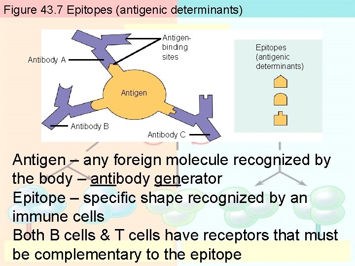 Figure 43. 7 Epitopes (antigenic determinants) Antigenbinding sites Antibody A Epitopes (antigenic determinants) Antigen Figure 43. 7 Epitopes (antigenic determinants) Antigenbinding sites Antibody A Epitopes (antigenic determinants) Antigen