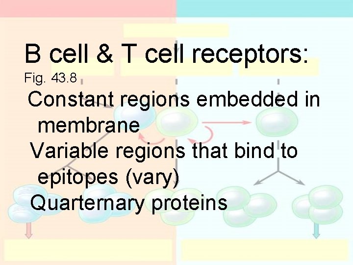 B cell & T cell receptors: Fig. 43. 8 Constant regions embedded in membrane B cell & T cell receptors: Fig. 43. 8 Constant regions embedded in membrane