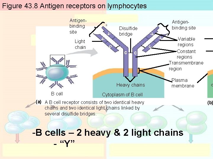 Figure 43. 8 Antigen receptors on lymphocytes V V C C Light chain V Figure 43. 8 Antigen receptors on lymphocytes V V C C Light chain V