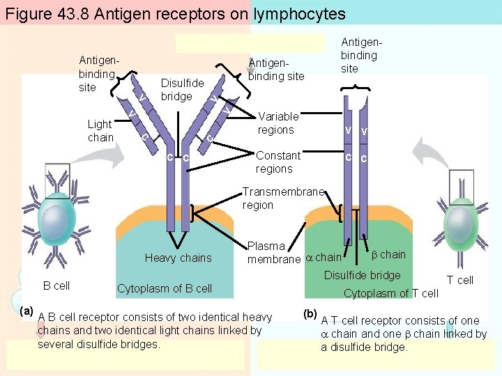 Figure 43. 8 Antigen receptors on lymphocytes V V V C C Light chain Figure 43. 8 Antigen receptors on lymphocytes V V V C C Light chain