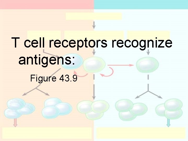 T cell receptors recognize antigens: Figure 43. 9 T cell receptors recognize antigens: Figure 43. 9