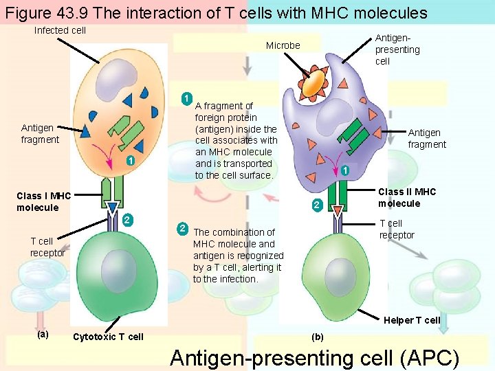 Figure 43. 9 The interaction of T cells with MHC molecules Infected cell Antigenpresenting Figure 43. 9 The interaction of T cells with MHC molecules Infected cell Antigenpresenting