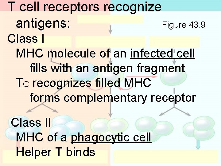 T cell receptors recognize antigens: Figure 43. 9 Class I MHC molecule of an T cell receptors recognize antigens: Figure 43. 9 Class I MHC molecule of an