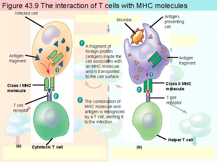 Figure 43. 9 The interaction of T cells with MHC molecules Infected cell Antigenpresenting Figure 43. 9 The interaction of T cells with MHC molecules Infected cell Antigenpresenting