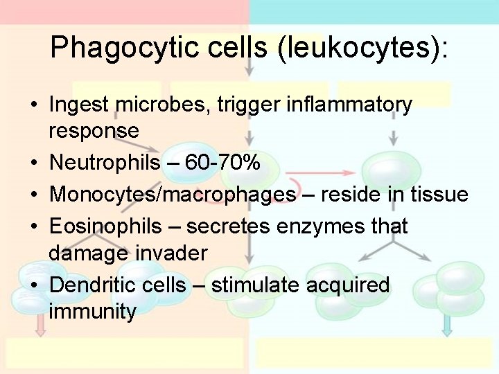 Phagocytic cells (leukocytes): • Ingest microbes, trigger inflammatory response • Neutrophils – 60 -70% Phagocytic cells (leukocytes): • Ingest microbes, trigger inflammatory response • Neutrophils – 60 -70%