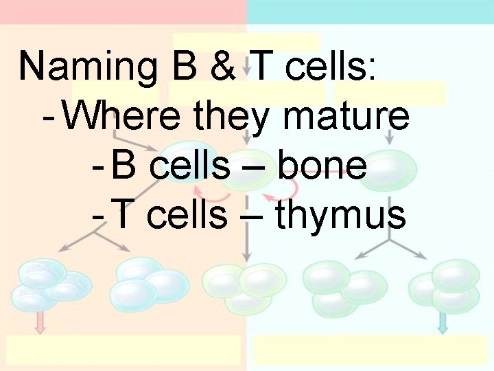 Naming B & T cells: - Where they mature - B cells – bone Naming B & T cells: - Where they mature - B cells – bone