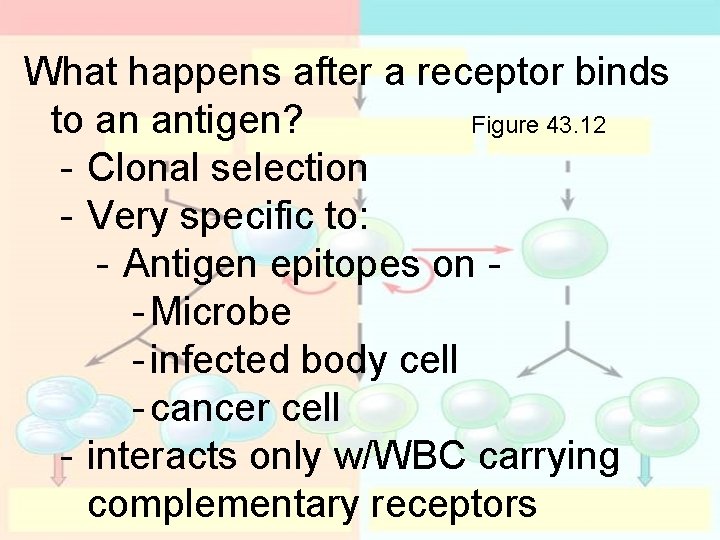 What happens after a receptor binds to an antigen? Figure 43. 12 - Clonal What happens after a receptor binds to an antigen? Figure 43. 12 - Clonal