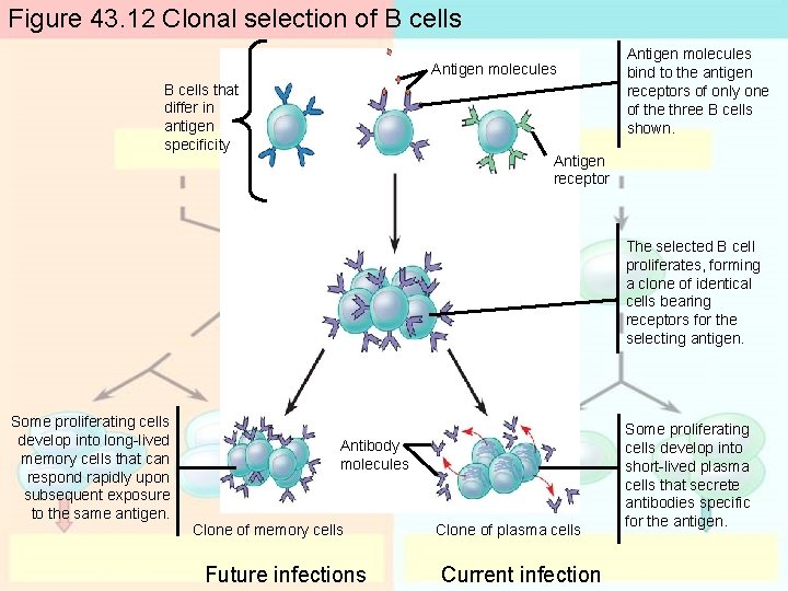 Figure 43. 12 Clonal selection of B cells Antigen molecules B cells that differ Figure 43. 12 Clonal selection of B cells Antigen molecules B cells that differ