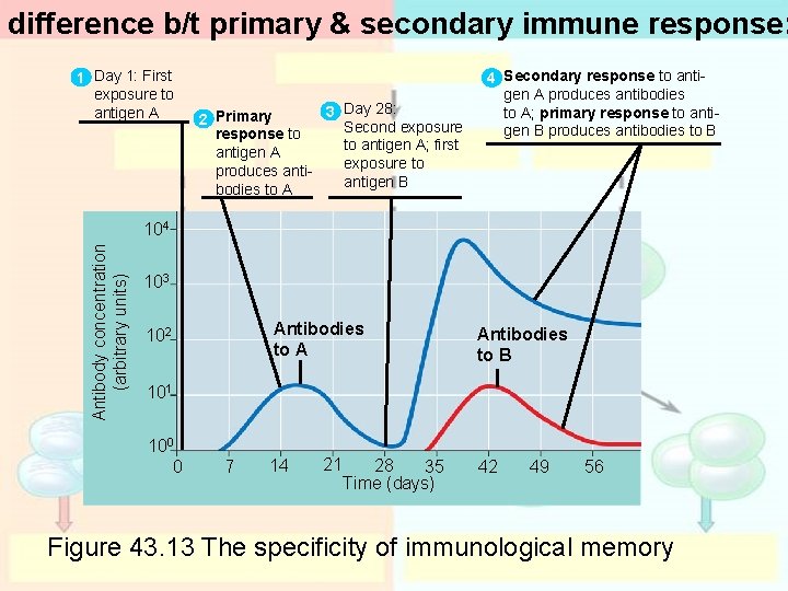 difference b/t primary & secondary immune response: 1 Day 1: First exposure to antigen difference b/t primary & secondary immune response: 1 Day 1: First exposure to antigen
