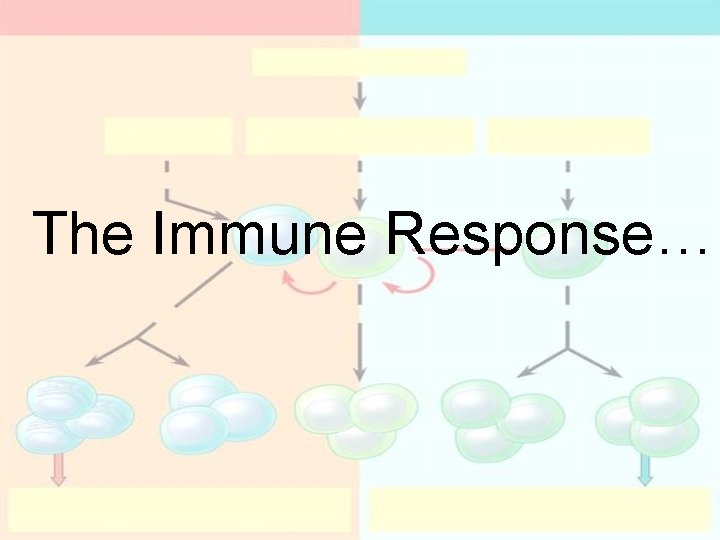 The Immune Response…. The Immune Response….