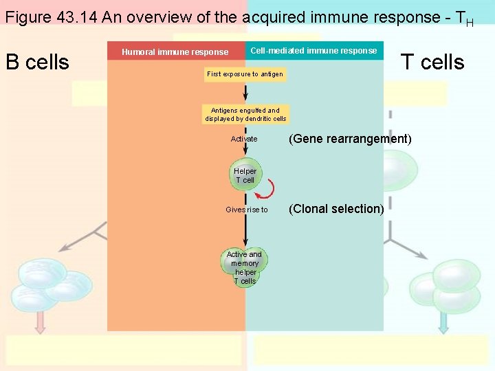 Figure 43. 14 An overview of the acquired immune response - TH B cells Figure 43. 14 An overview of the acquired immune response - TH B cells