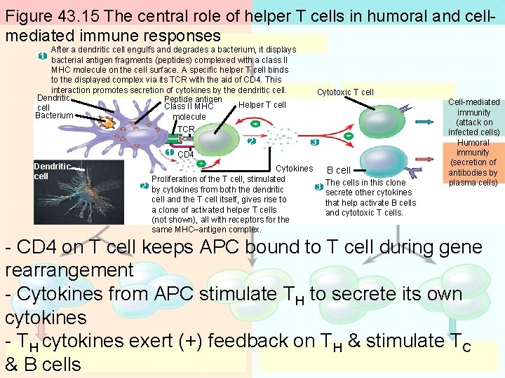 Figure 43. 15 The central role of helper T cells in humoral and cellmediated Figure 43. 15 The central role of helper T cells in humoral and cellmediated