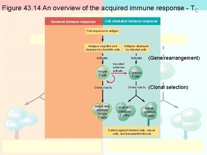Figure 43. 14 An overview of the acquired immune response - TC Humoral immune Figure 43. 14 An overview of the acquired immune response - TC Humoral immune