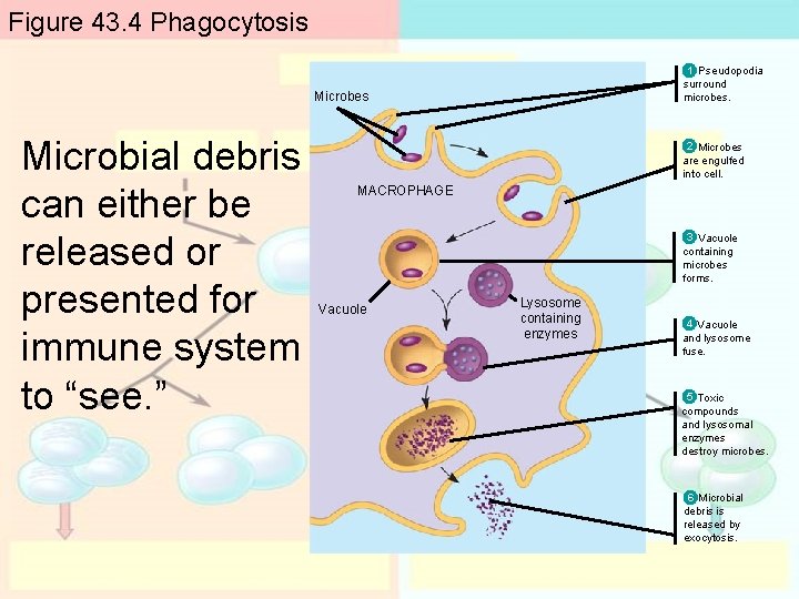 Figure 43. 4 Phagocytosis 1 Pseudopodia surround microbes. Microbes Microbial debris can either be Figure 43. 4 Phagocytosis 1 Pseudopodia surround microbes. Microbes Microbial debris can either be