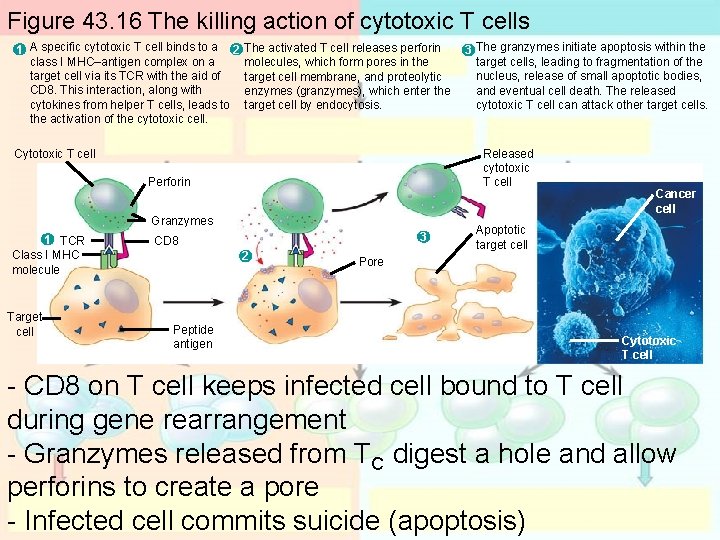 Figure 43. 16 The killing action of cytotoxic T cells 1 A specific cytotoxic Figure 43. 16 The killing action of cytotoxic T cells 1 A specific cytotoxic