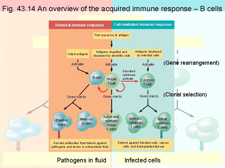 Fig. 43. 14 An overview of the acquired immune response – B cells Cell-mediated Fig. 43. 14 An overview of the acquired immune response – B cells Cell-mediated