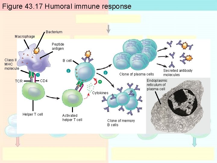Figure 43. 17 Humoral immune response Bacterium Macrophage Peptide antigen Class II MHC molecule Figure 43. 17 Humoral immune response Bacterium Macrophage Peptide antigen Class II MHC molecule