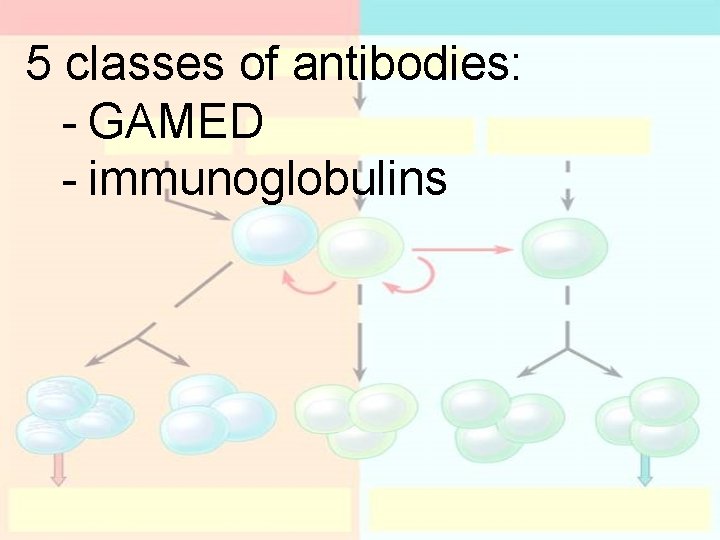 5 classes of antibodies: - GAMED - immunoglobulins 5 classes of antibodies: - GAMED - immunoglobulins