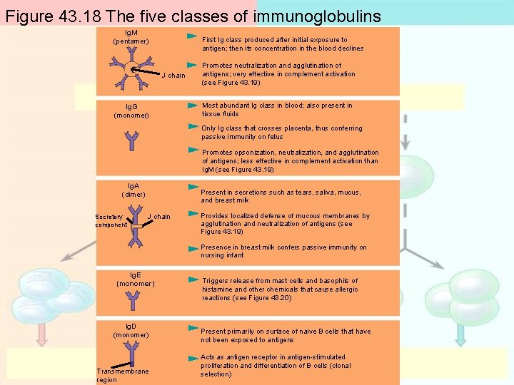 Figure 43. 18 The five classes of immunoglobulins Ig. M (pentamer) First Ig class Figure 43. 18 The five classes of immunoglobulins Ig. M (pentamer) First Ig class