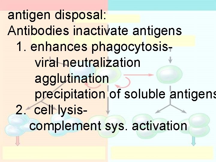 antigen disposal: Antibodies inactivate antigens 1. enhances phagocytosisviral neutralization agglutination precipitation of soluble antigens antigen disposal: Antibodies inactivate antigens 1. enhances phagocytosisviral neutralization agglutination precipitation of soluble antigens
