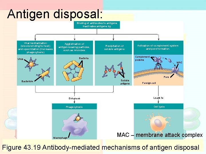 Antigen disposal: Binding of antibodies to antigens inactivates antigens by Viral neutralization (blocks binding Antigen disposal: Binding of antibodies to antigens inactivates antigens by Viral neutralization (blocks binding