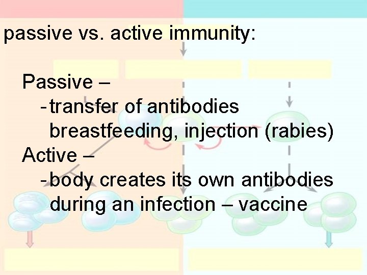 passive vs. active immunity: Passive – - transfer of antibodies breastfeeding, injection (rabies) Active passive vs. active immunity: Passive – - transfer of antibodies breastfeeding, injection (rabies) Active