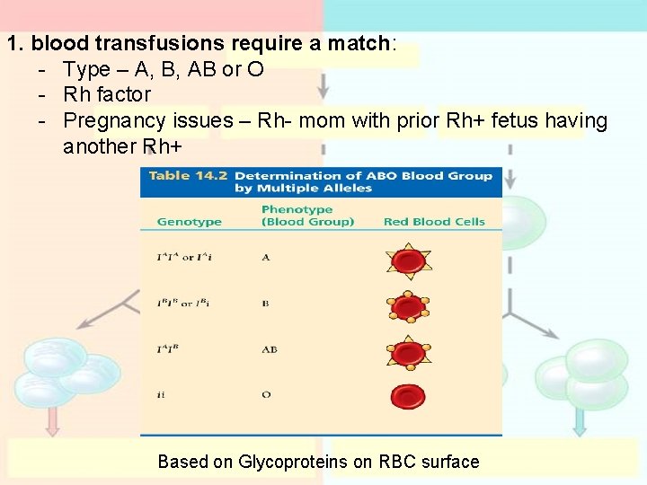 1. blood transfusions require a match: - Type – A, B, AB or O 1. blood transfusions require a match: - Type – A, B, AB or O