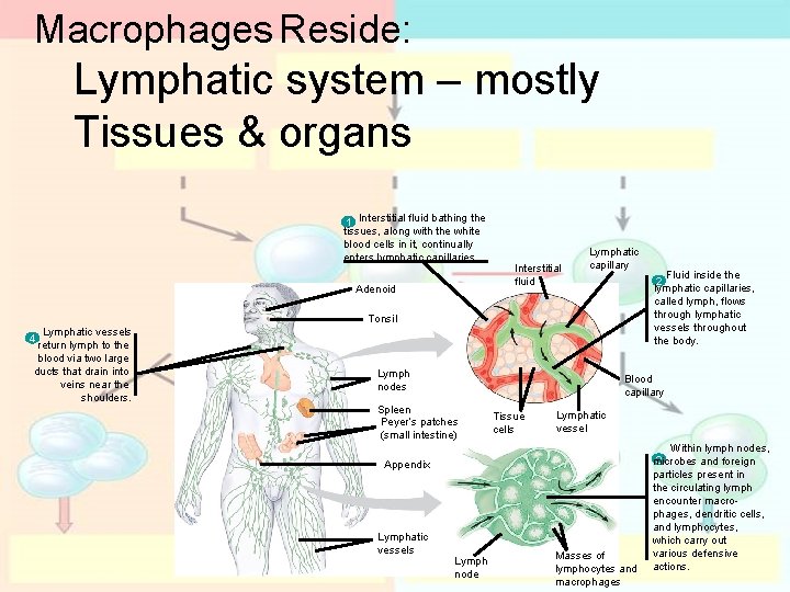 Macrophages Reside: Lymphatic system – mostly Tissues & organs 1 Interstitial fluid bathing the Macrophages Reside: Lymphatic system – mostly Tissues & organs 1 Interstitial fluid bathing the