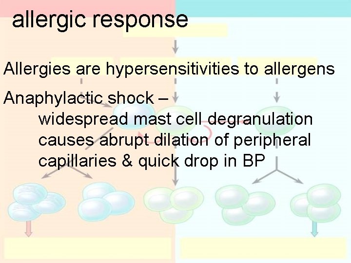 allergic response Allergies are hypersensitivities to allergens Anaphylactic shock – widespread mast cell degranulation allergic response Allergies are hypersensitivities to allergens Anaphylactic shock – widespread mast cell degranulation