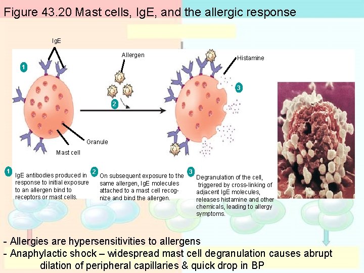 Figure 43. 20 Mast cells, Ig. E, and the allergic response Ig. E Allergen Figure 43. 20 Mast cells, Ig. E, and the allergic response Ig. E Allergen