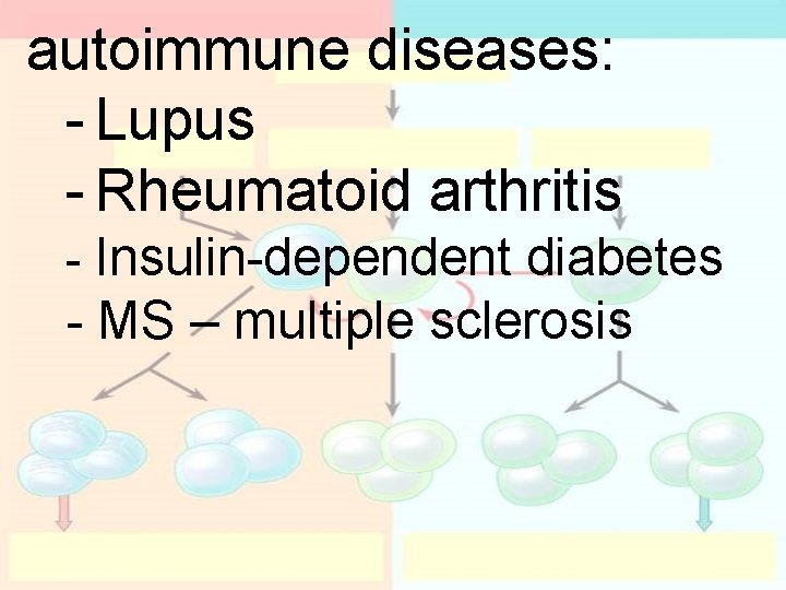 autoimmune diseases: - Lupus - Rheumatoid arthritis - Insulin-dependent diabetes - MS – multiple autoimmune diseases: - Lupus - Rheumatoid arthritis - Insulin-dependent diabetes - MS – multiple