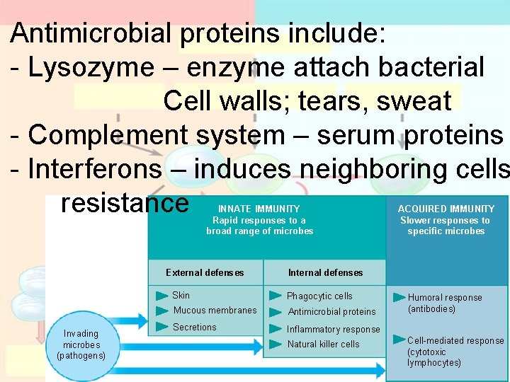 Antimicrobial proteins include: - Lysozyme – enzyme attach bacterial Cell walls; tears, sweat - Antimicrobial proteins include: - Lysozyme – enzyme attach bacterial Cell walls; tears, sweat -