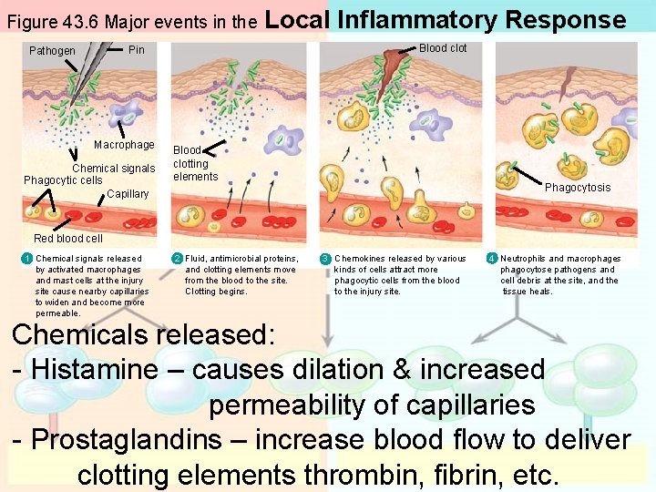 Figure 43. 6 Major events in the Local Inflammatory Response Blood clot Pin Pathogen Figure 43. 6 Major events in the Local Inflammatory Response Blood clot Pin Pathogen