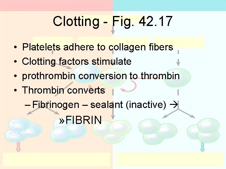 Clotting - Fig. 42. 17 • • Platelets adhere to collagen fibers Clotting factors Clotting - Fig. 42. 17 • • Platelets adhere to collagen fibers Clotting factors