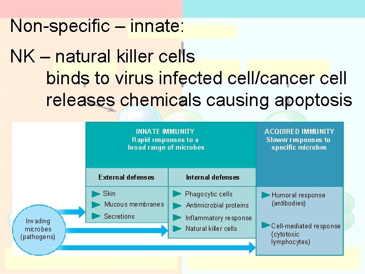 Non-specific – innate: NK – natural killer cells binds to virus infected cell/cancer cell Non-specific – innate: NK – natural killer cells binds to virus infected cell/cancer cell