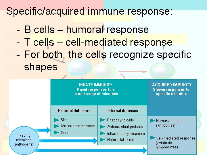 Specific/acquired immune response: - B cells – humoral response - T cells – cell-mediated Specific/acquired immune response: - B cells – humoral response - T cells – cell-mediated