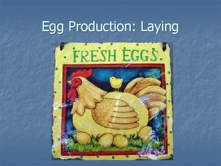 Egg Production: Laying 