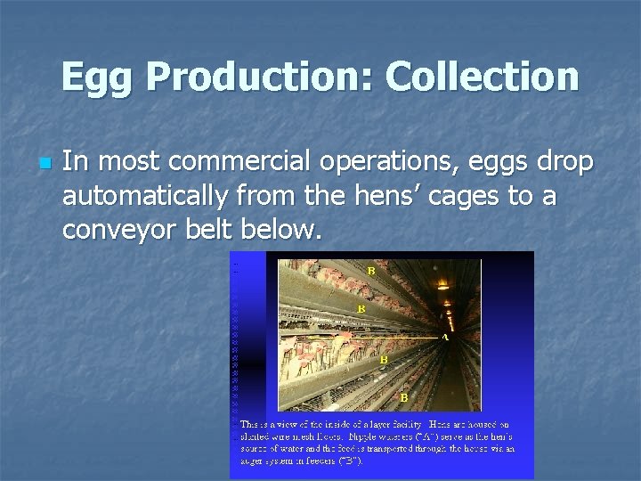 Egg Production: Collection n In most commercial operations, eggs drop automatically from the hens’