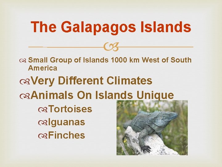 The Galapagos Islands Small Group of Islands 1000 km West of South America Very