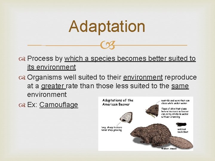 Adaptation Process by which a species becomes better suited to its environment Organisms well